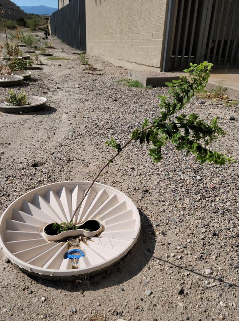 Watering box Cyprus